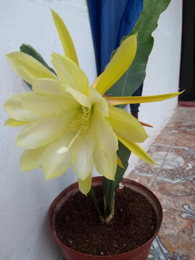 Viru Guest House & Experience Κούζκο Εξωτερικό φωτογραφία